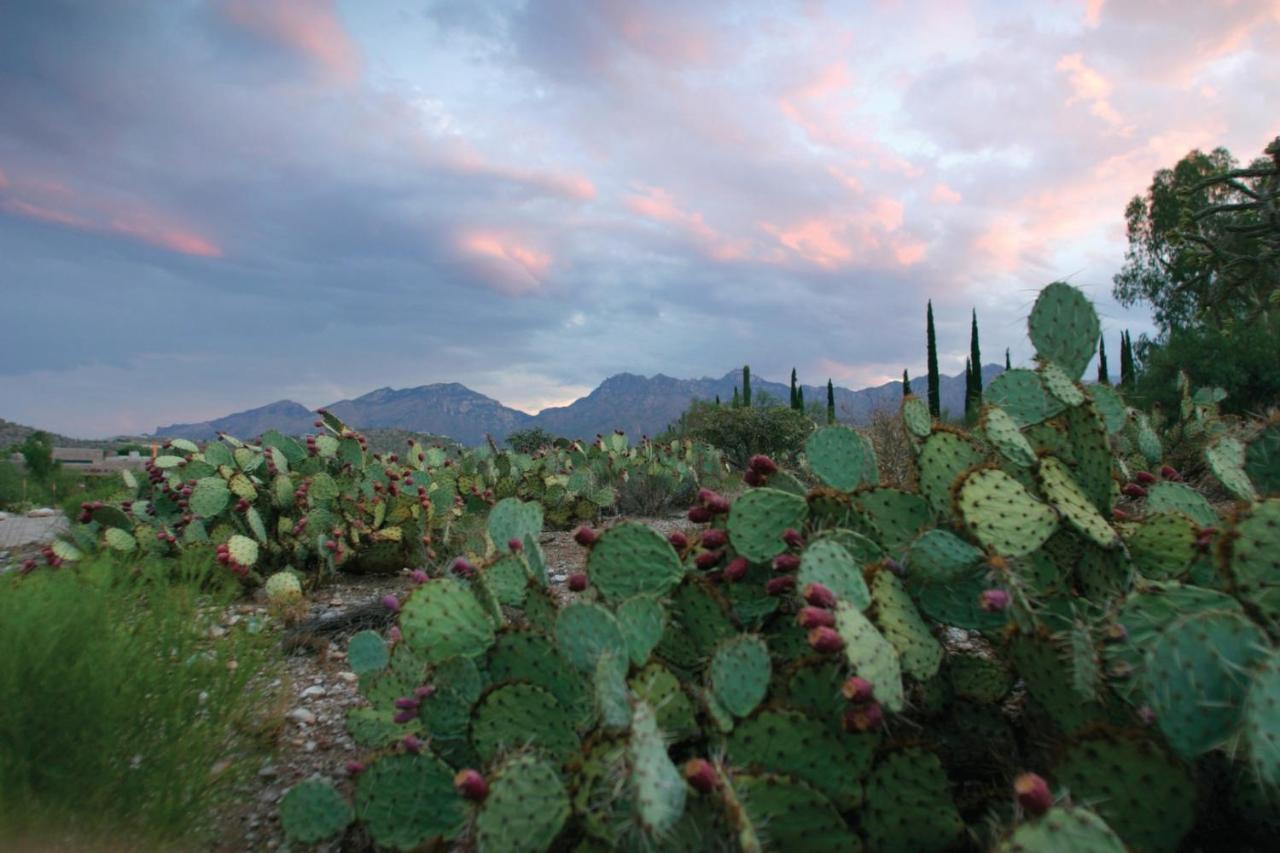Mount Lemmont Canyon Ranch Tucson מראה חיצוני תמונה